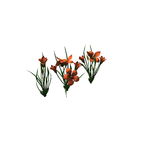 Flower Romulea subfistulosa4